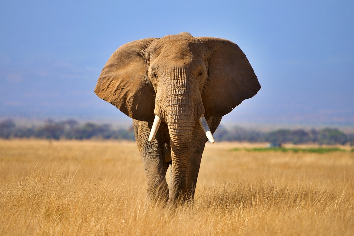 Où voir des éléphants en Afrique : les 4 meilleurs pays