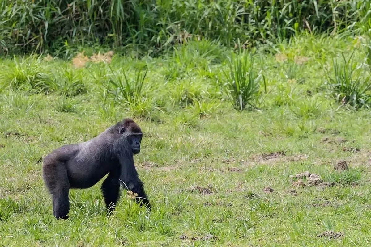 Parc national de Lobéké