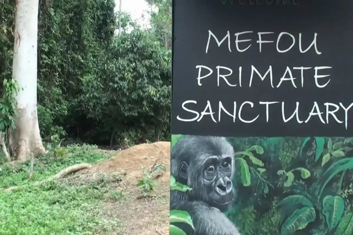 Parc de la Méfou : un sanctuaire incontournable au Cameroun