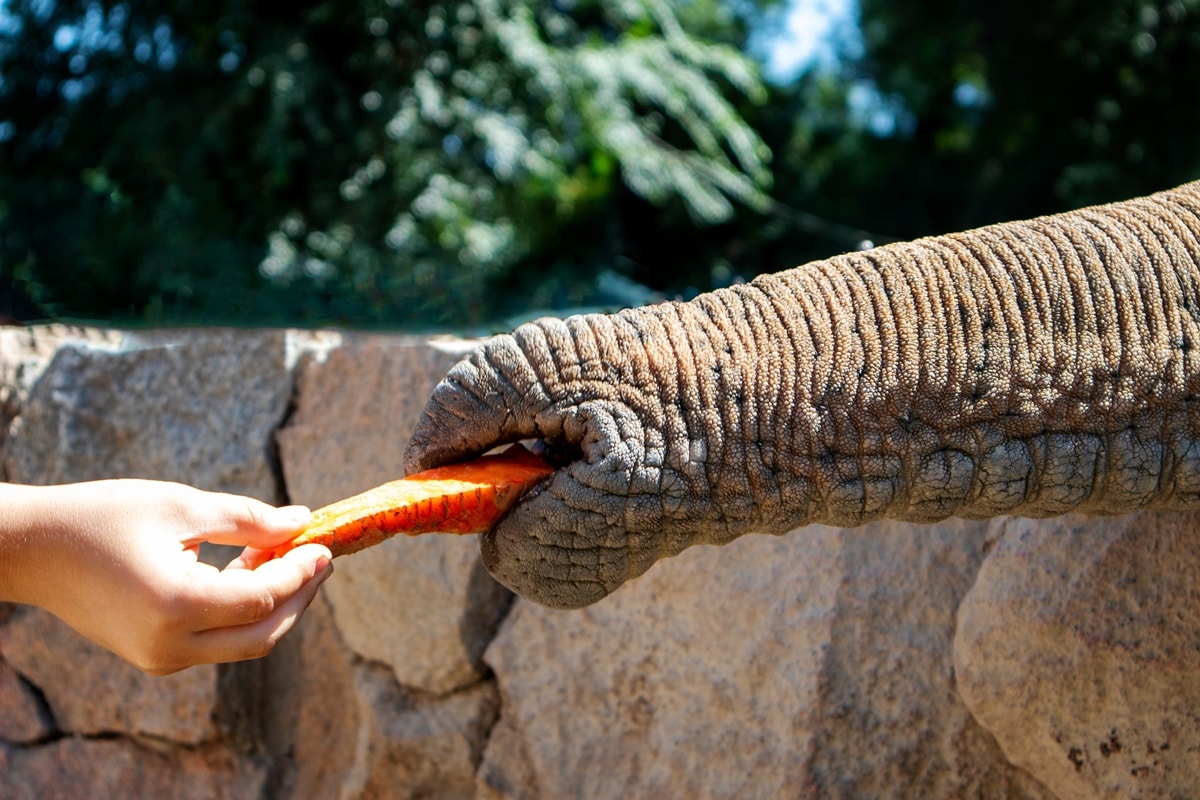 Un voyage qui a du sens : aider les animaux en Thaïlande