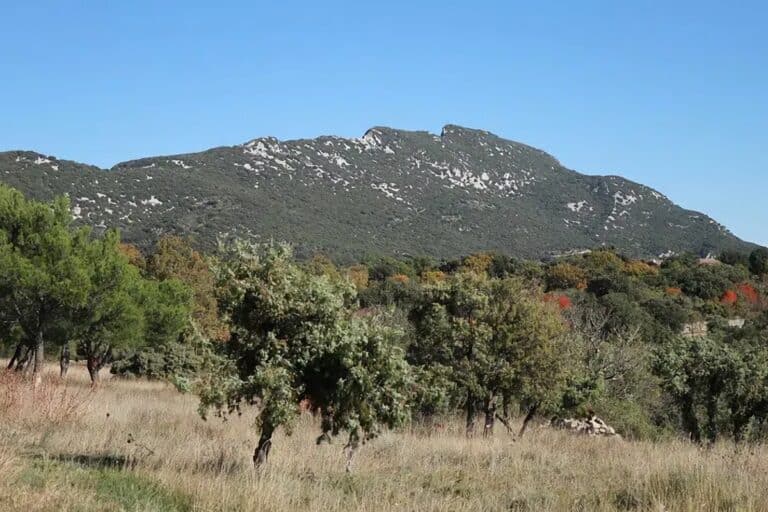 Randonnée au sommet du Pic Saint-Loup