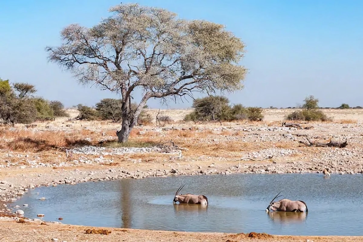 Parc national d'Etosha