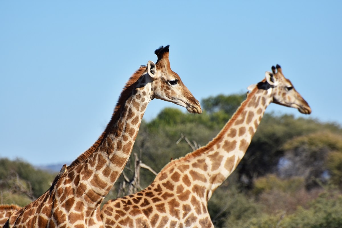 Réserve Madikwe en Afrique du Sud : guide complet