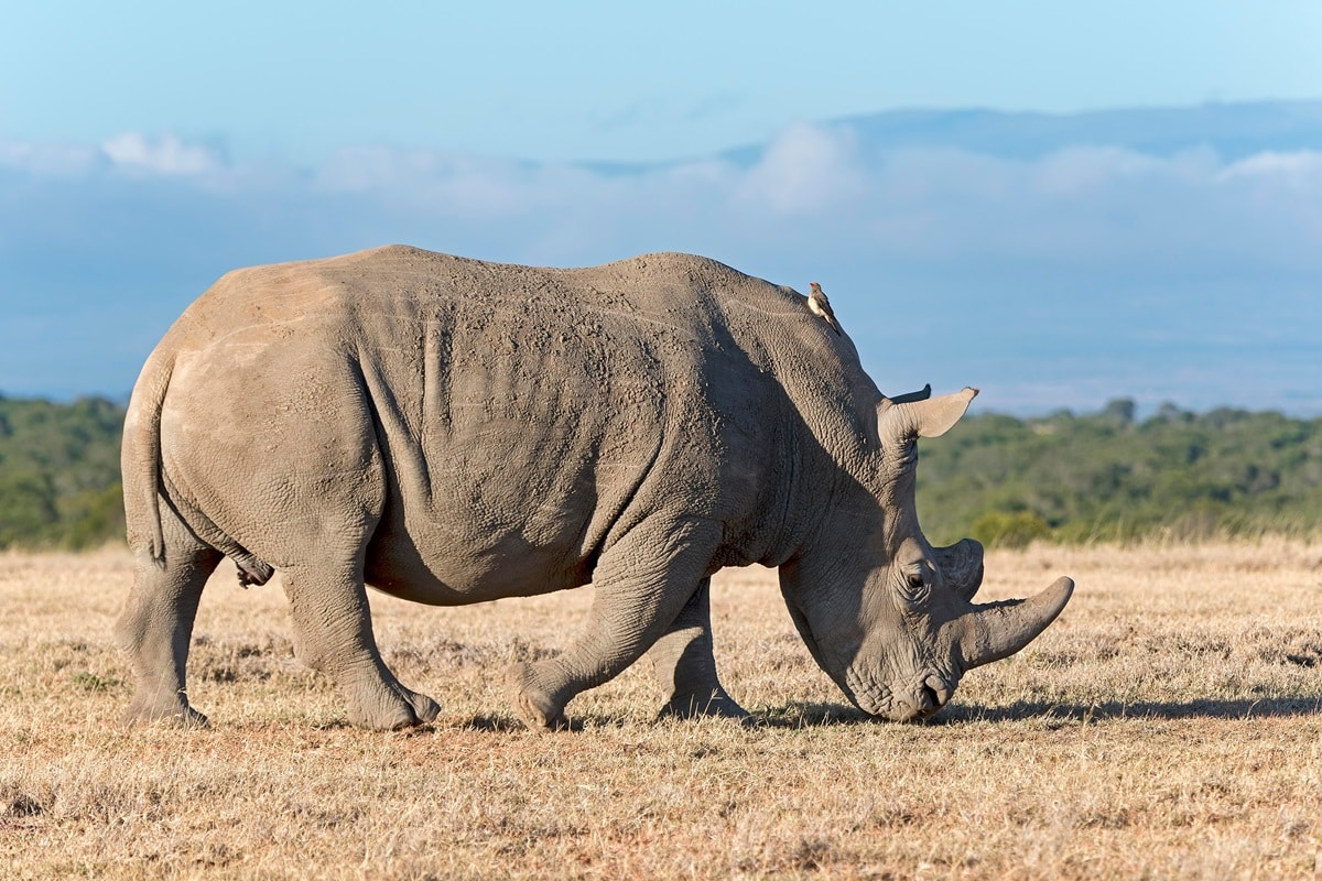 Réserve d’Ol Pejeta au Kenya : guide complet