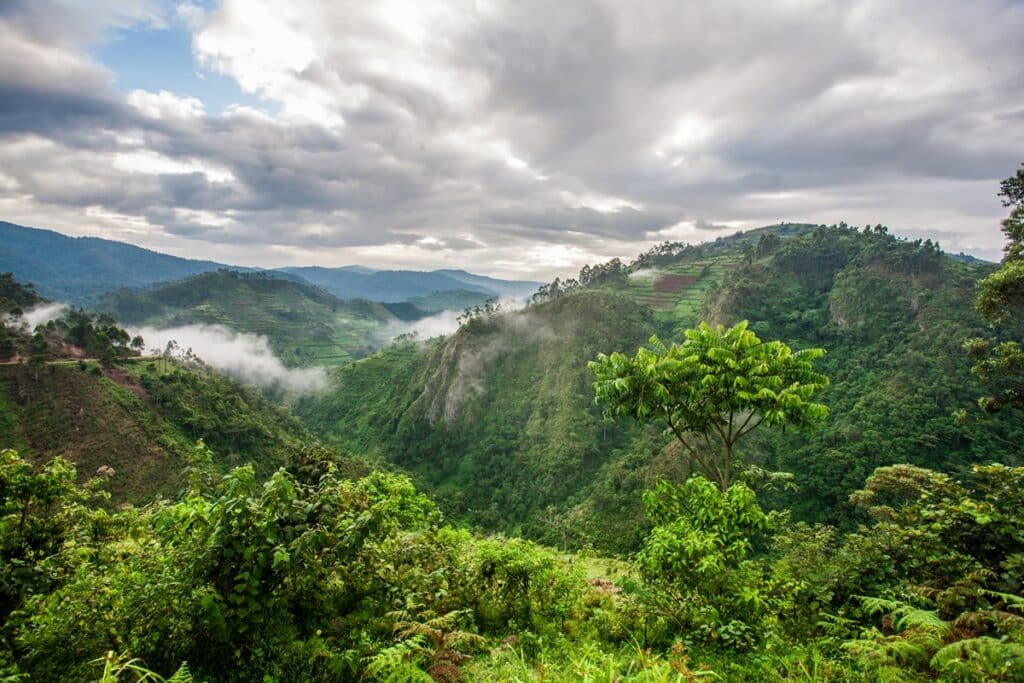 forêt de Bwindi