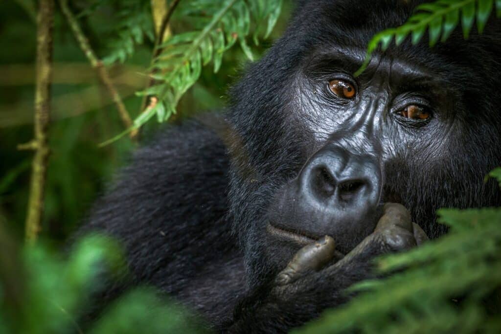 gorille dans la forêt de Bwindi