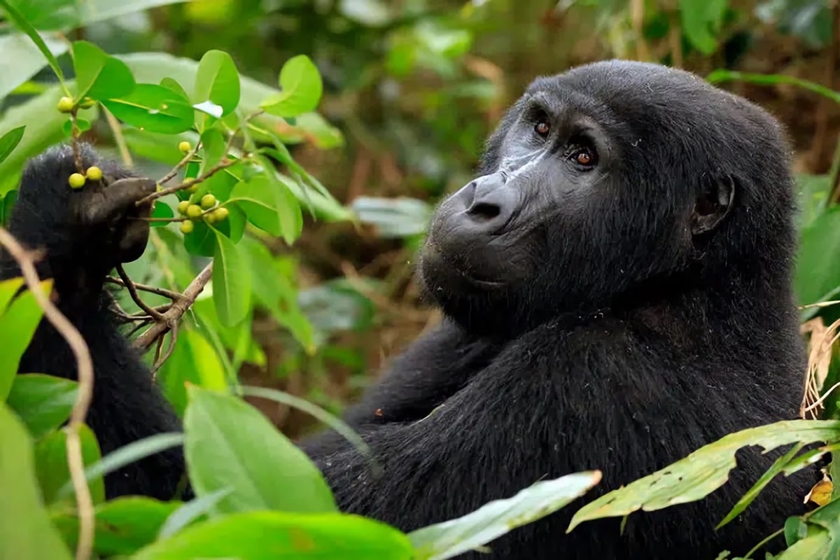 Visiter le parc de Bwindi pour observer des gorilles