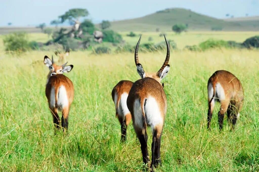 Parc national Kidepo Valley