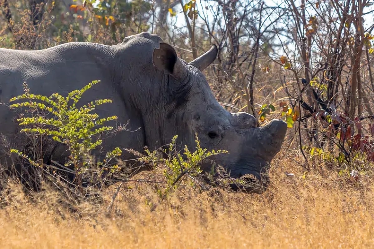 Safari au Zimbabwe : guide complet