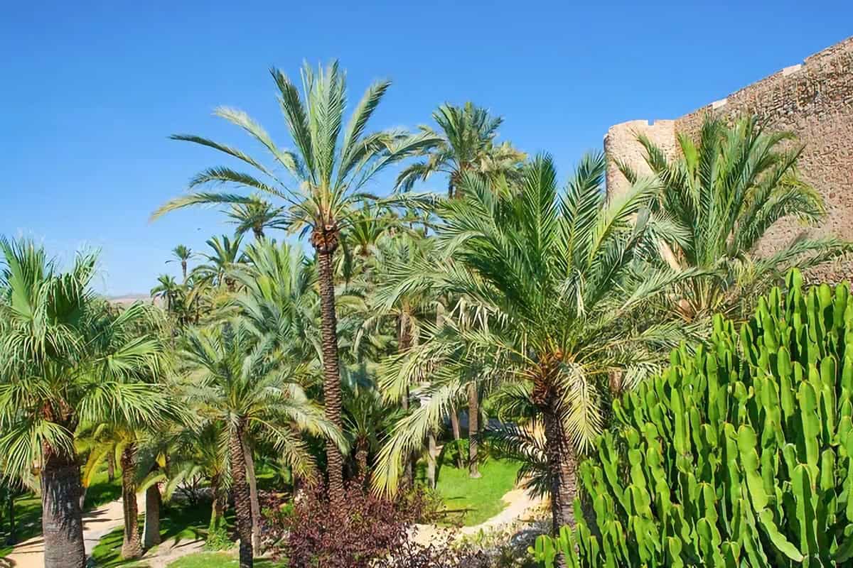 Visiter Elche et sa palmeraie : les incontournables