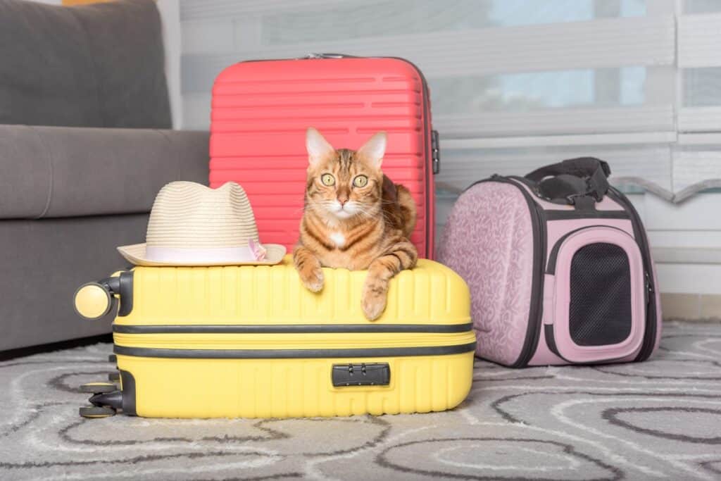 8 conseils pour voyager sereinement avec son chat