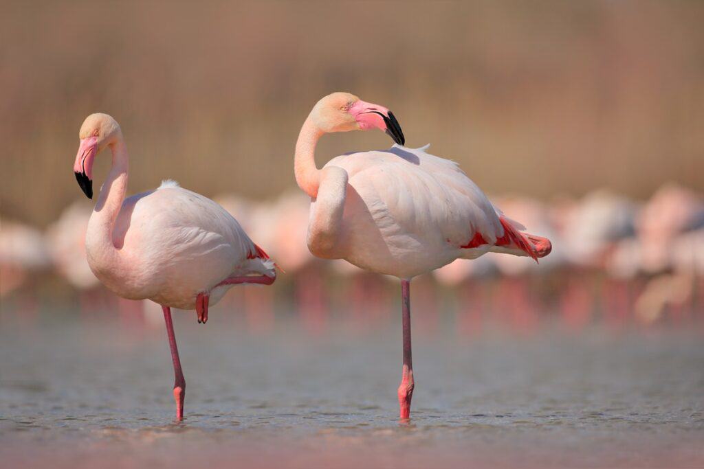 flamants roses en Camargue