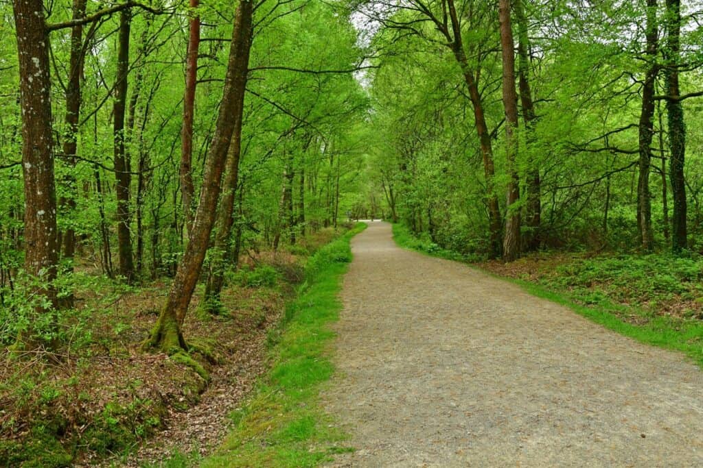 sentier dans la forêt de Sillé-le-guillaume