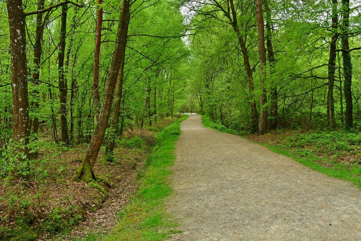 Où se promener en forêt dans la Sarthe ?