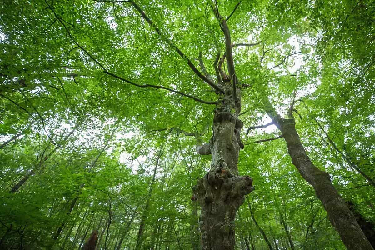 Visiter Brocéliande : 15 choses à faire