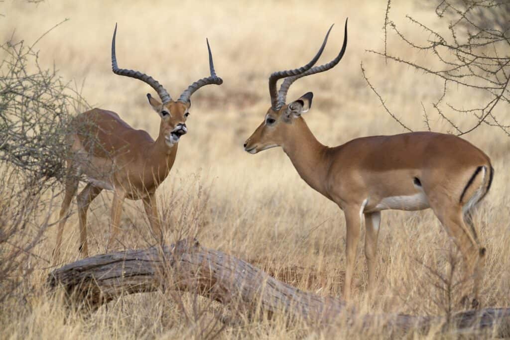 deux impalas au Botswana