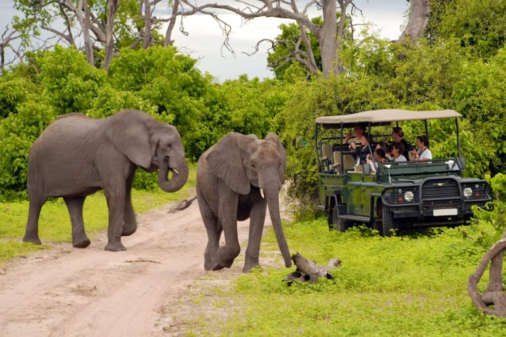 éléphants lors d'un safari au Botswana