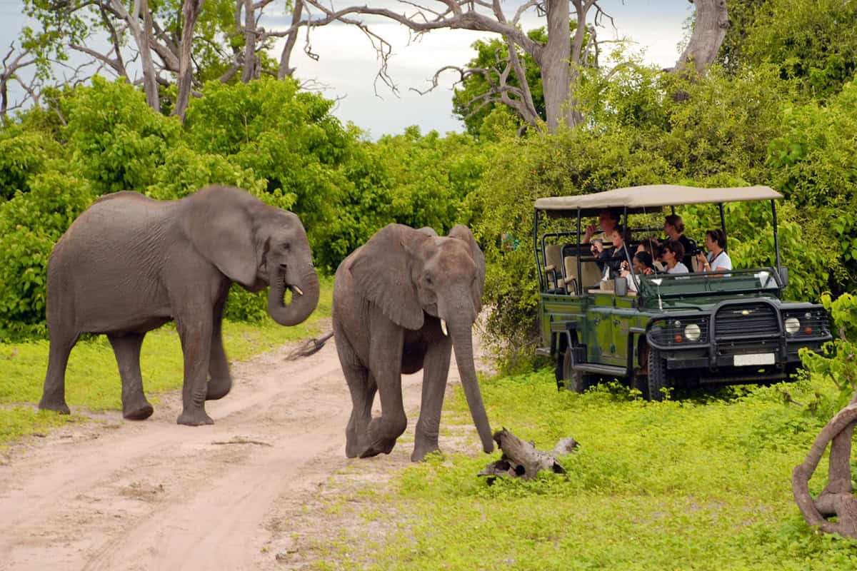 Quels sont les animaux à voir lors d’un safari au Botswana