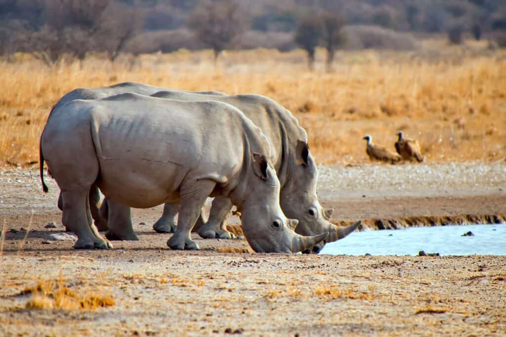 rhinocéros blancs au Botswana