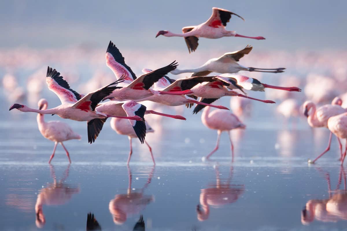 Le Lac Nakuru : un paradis pour les amoureux de la nature