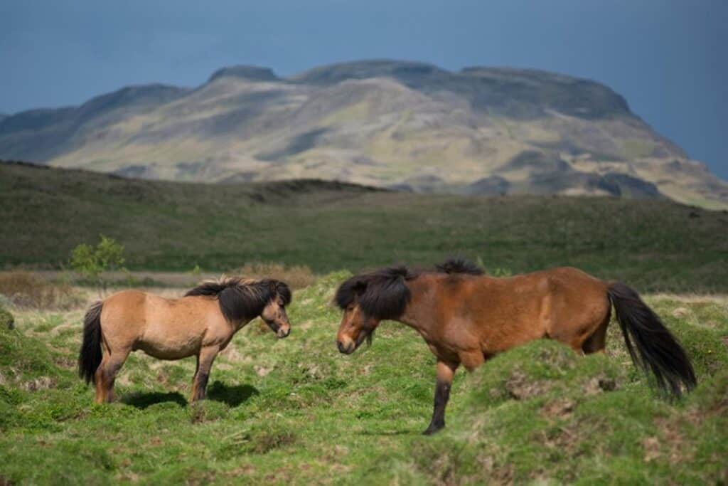 chevaux islandais