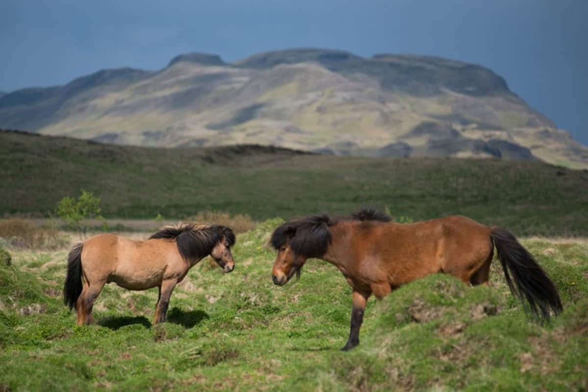 Quels animaux peut-on voir lors d’un voyage en Islande ?