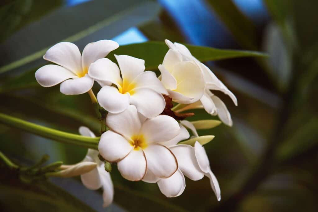 fleurs de tiare à Tahiti