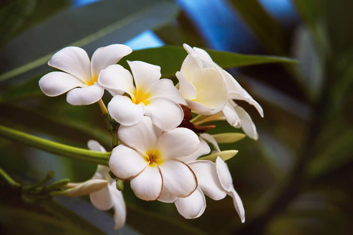 6 produits de soin et beauté à ramener d’un voyage à Tahiti