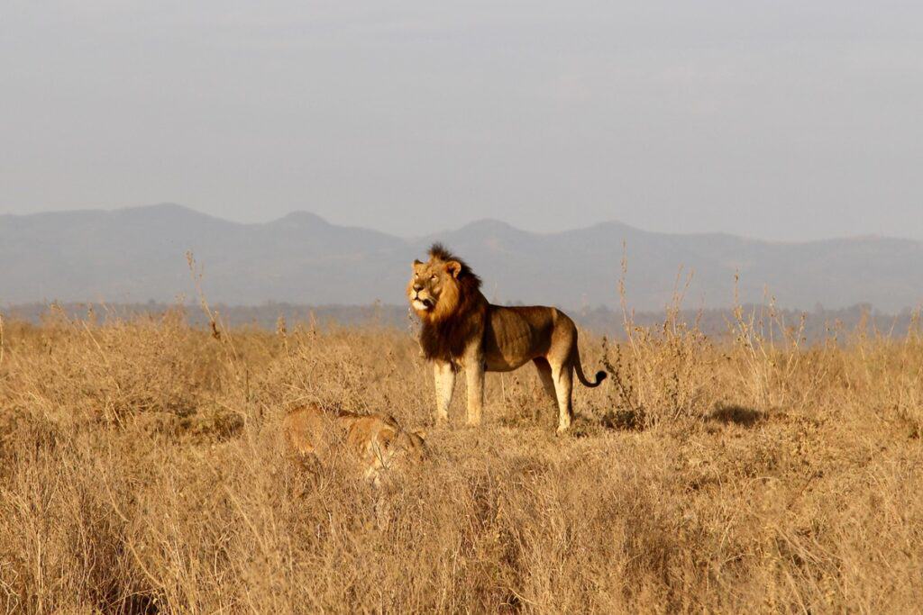 lion au Parc National de Nairobi