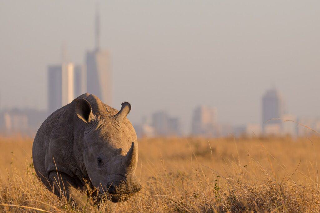 rhinocéros au Parc National de Nairobi