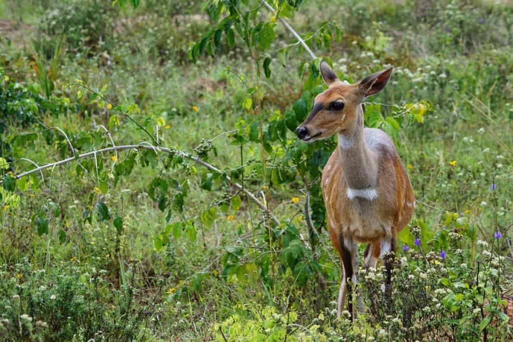 antilope dans la réserve nationale de Shimba Hills