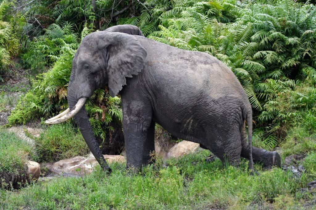 éléphant dans la réserve nationale de Shimba Hills