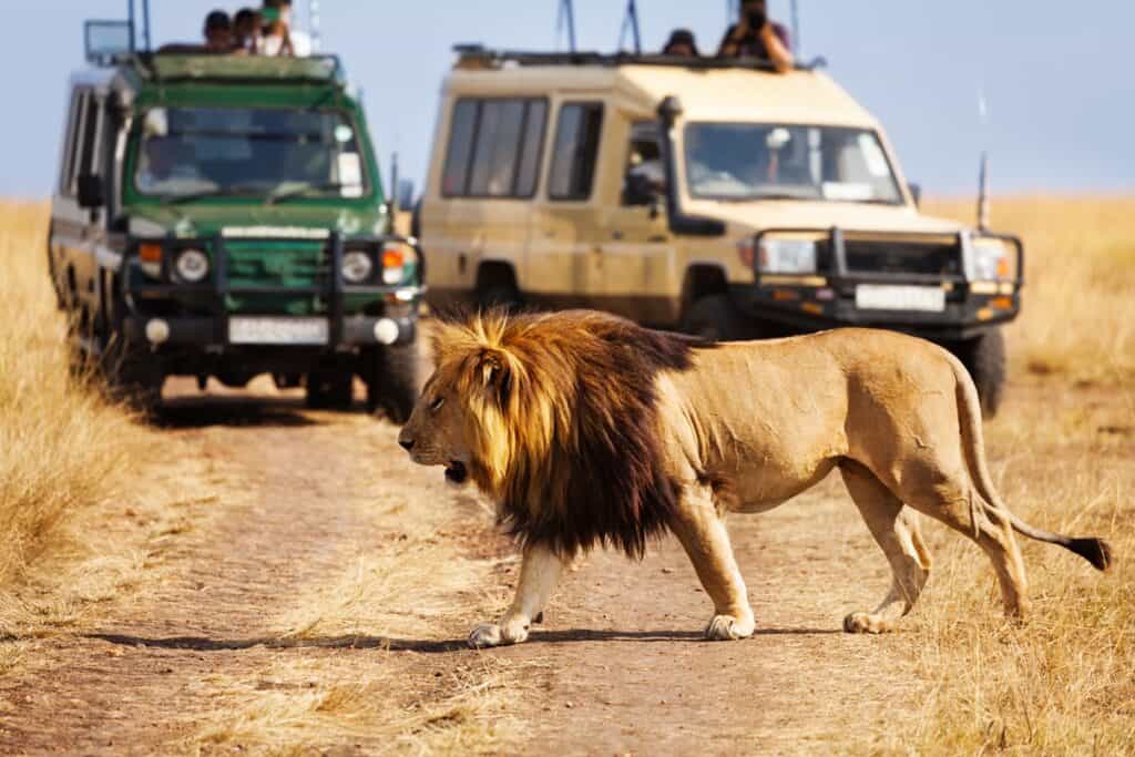 lion lors d'un safari au Kenya