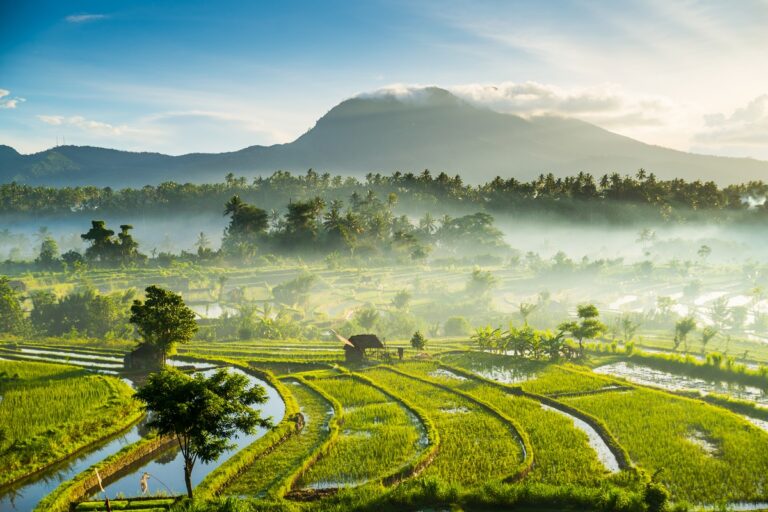 beau paysage de rizières à Bali