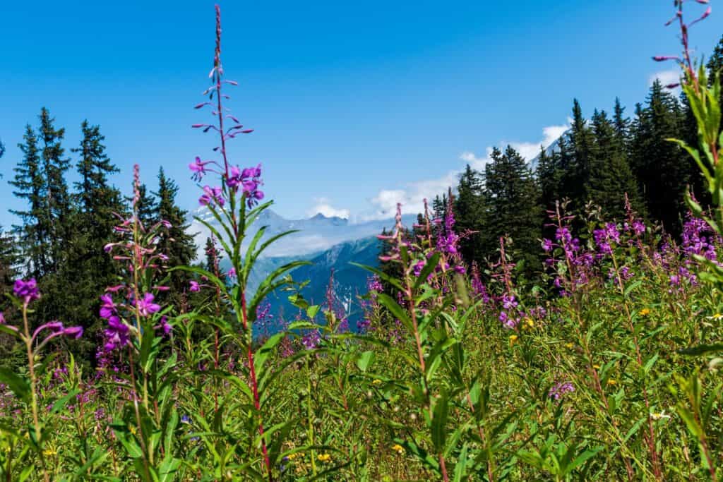 Courchevel en été