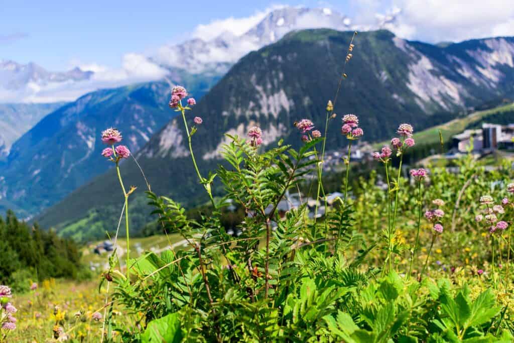 paysage de Courchevel en été