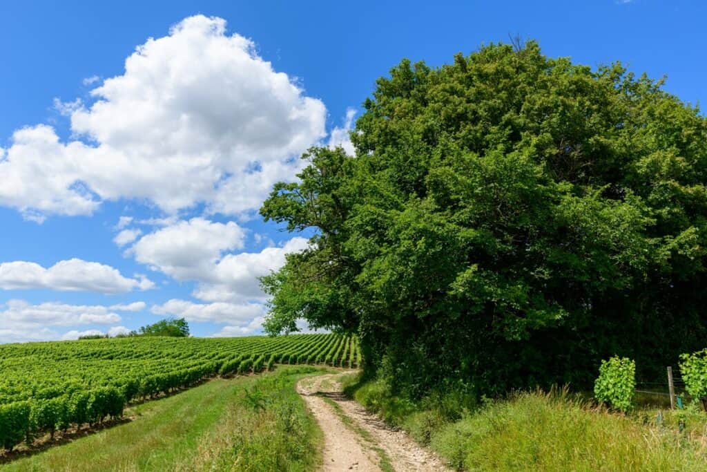 sentier de randonnée en Bourgogne