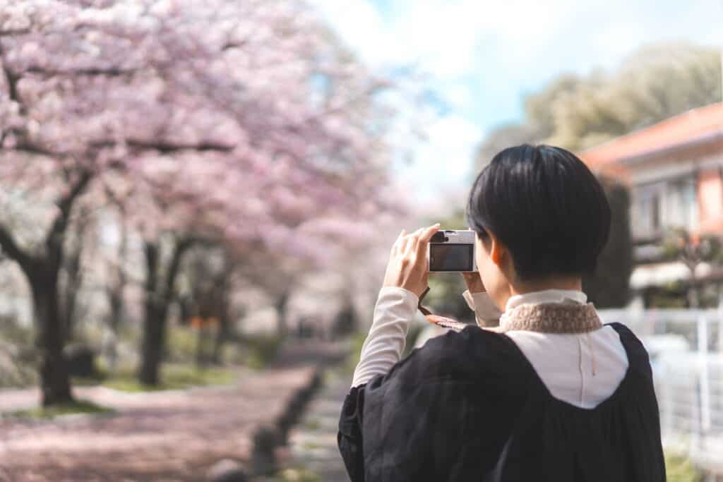 voyageur photographie les cerisiers en fleur au Japon