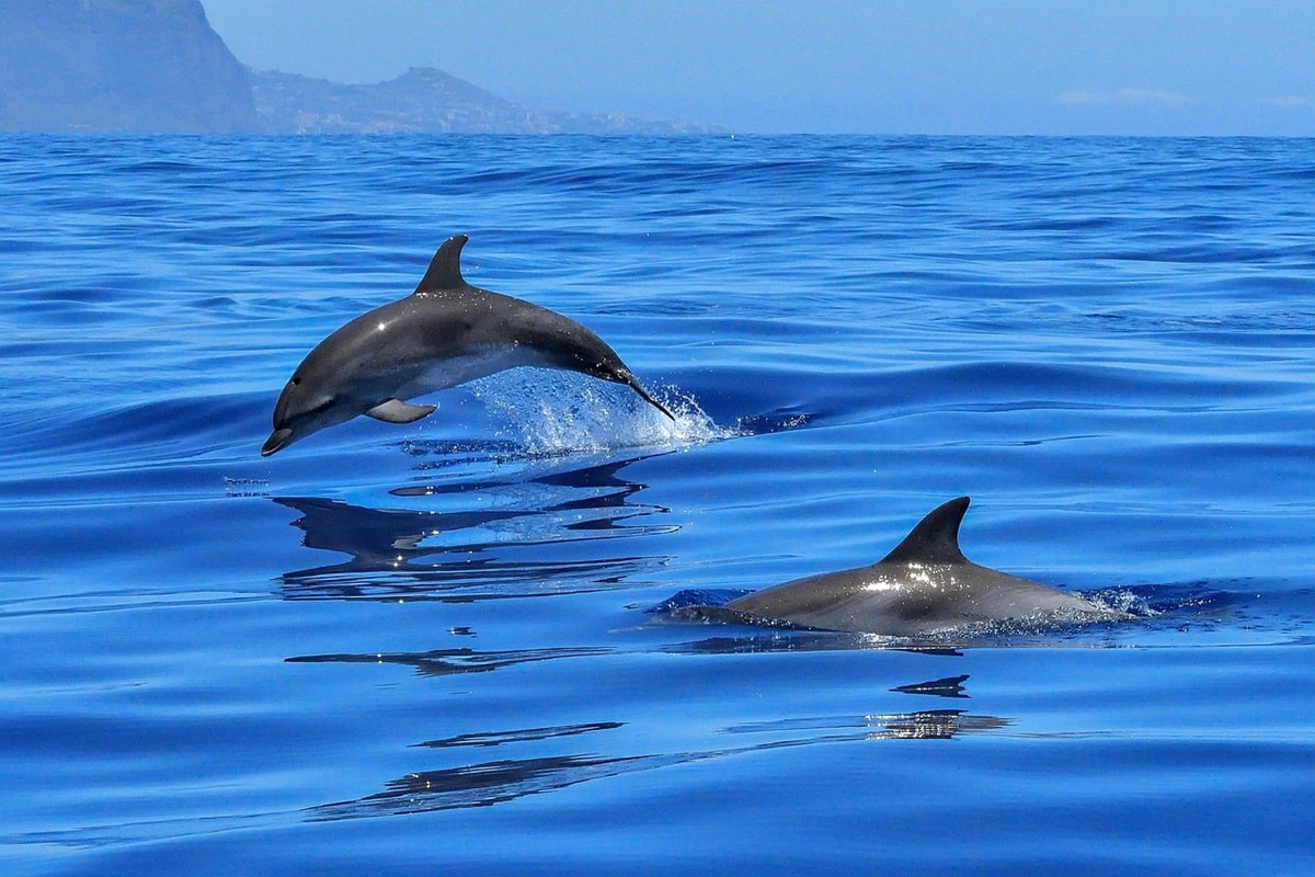 Pourquoi partir observer les dauphins en catamaran en Martinique ?