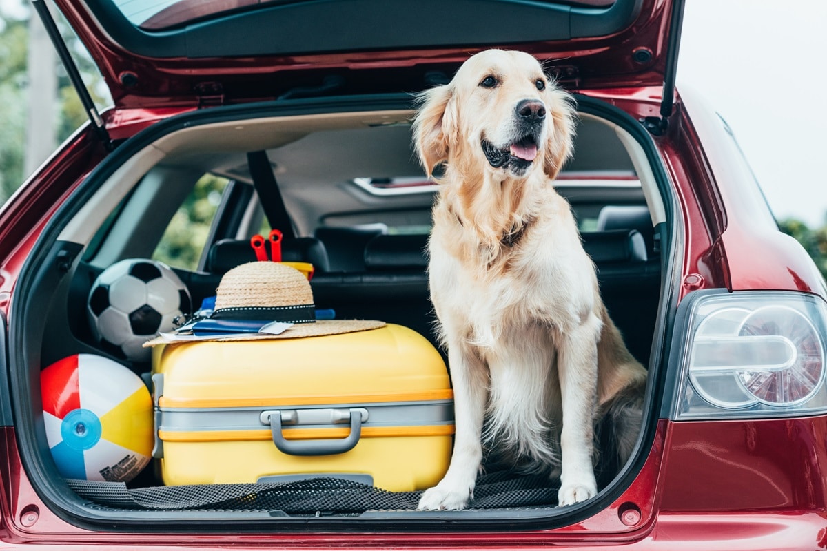 Voyager avec son chien