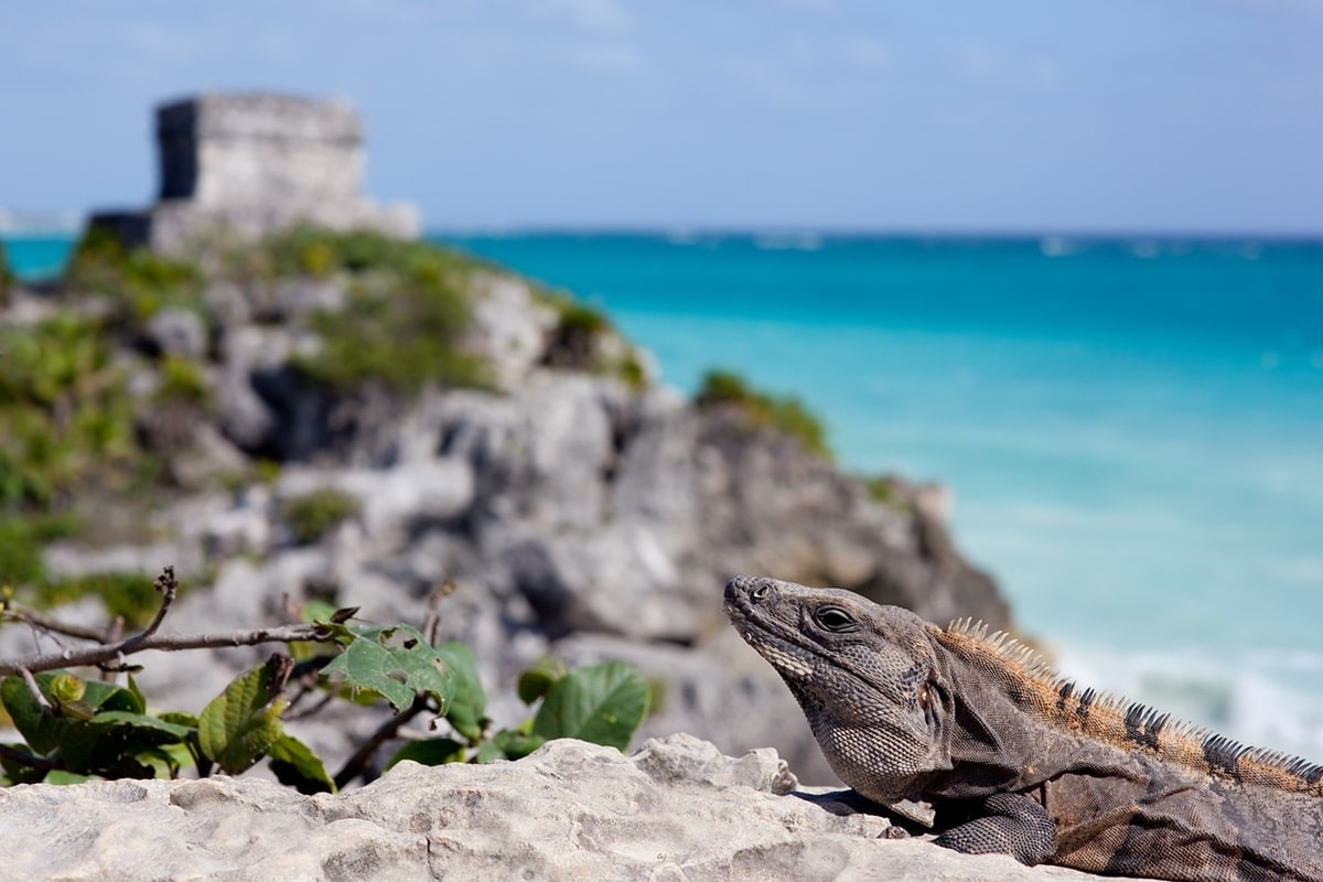 Explorer la culture maya, les cenotes et les plages de rêve