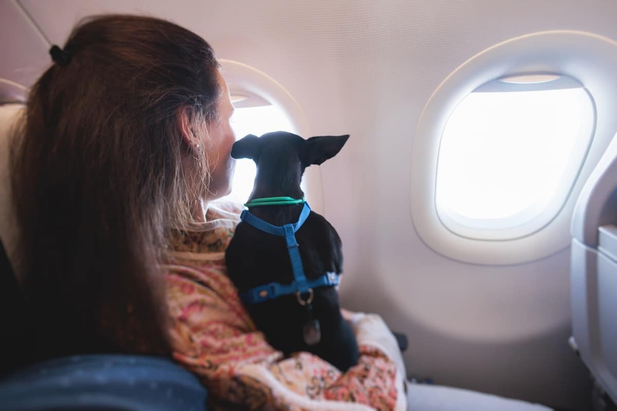 Emmener son chien en avion : les démarches pour voyager sereinement