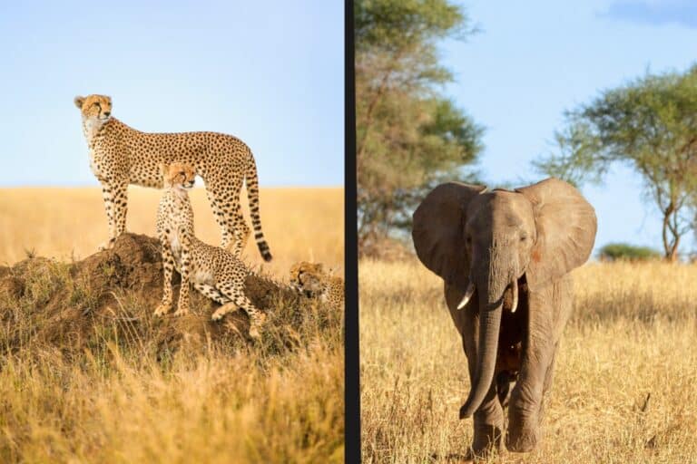 Serengeti ou Tarangire