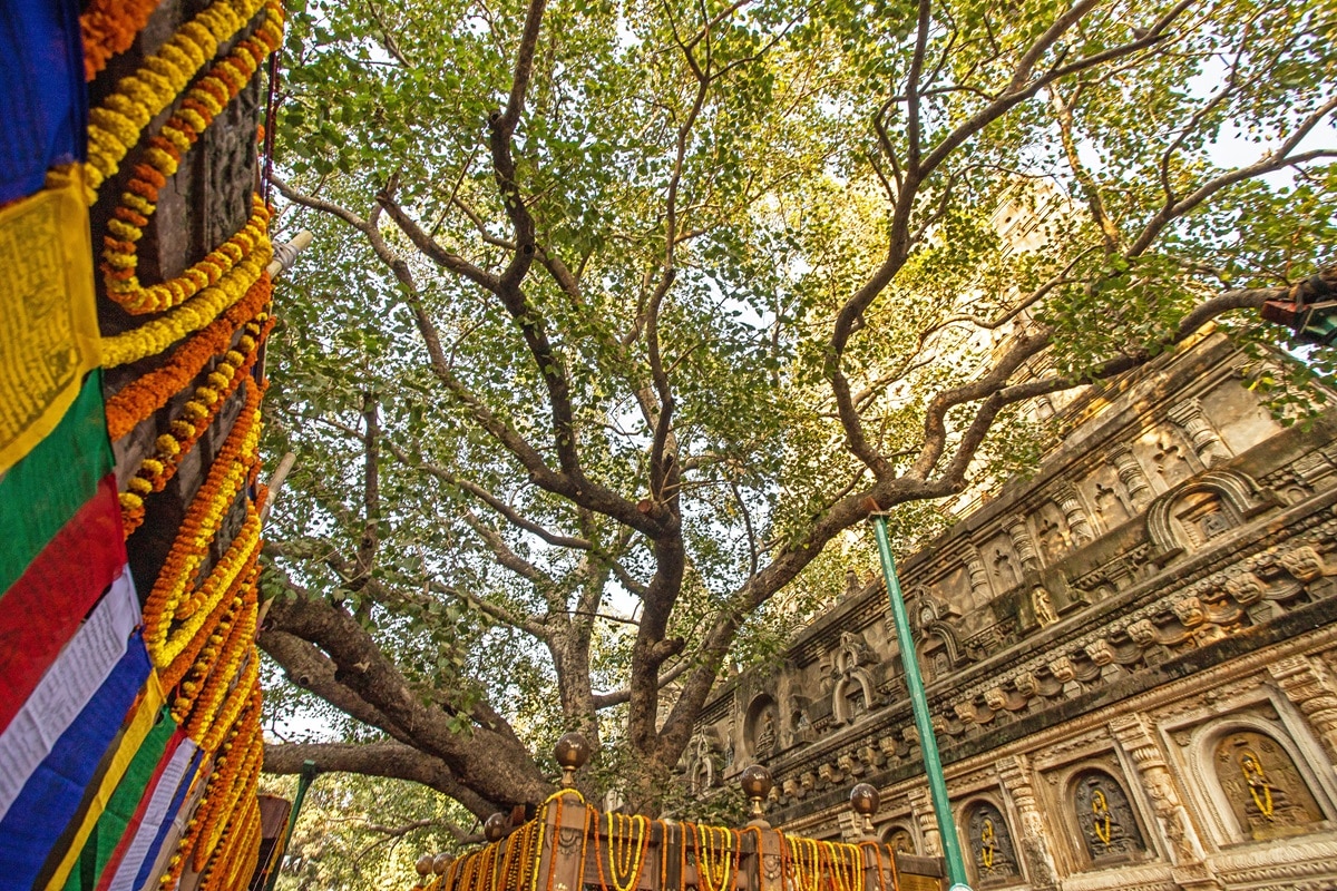 Visiter l’arbre de la Bodhi : guide