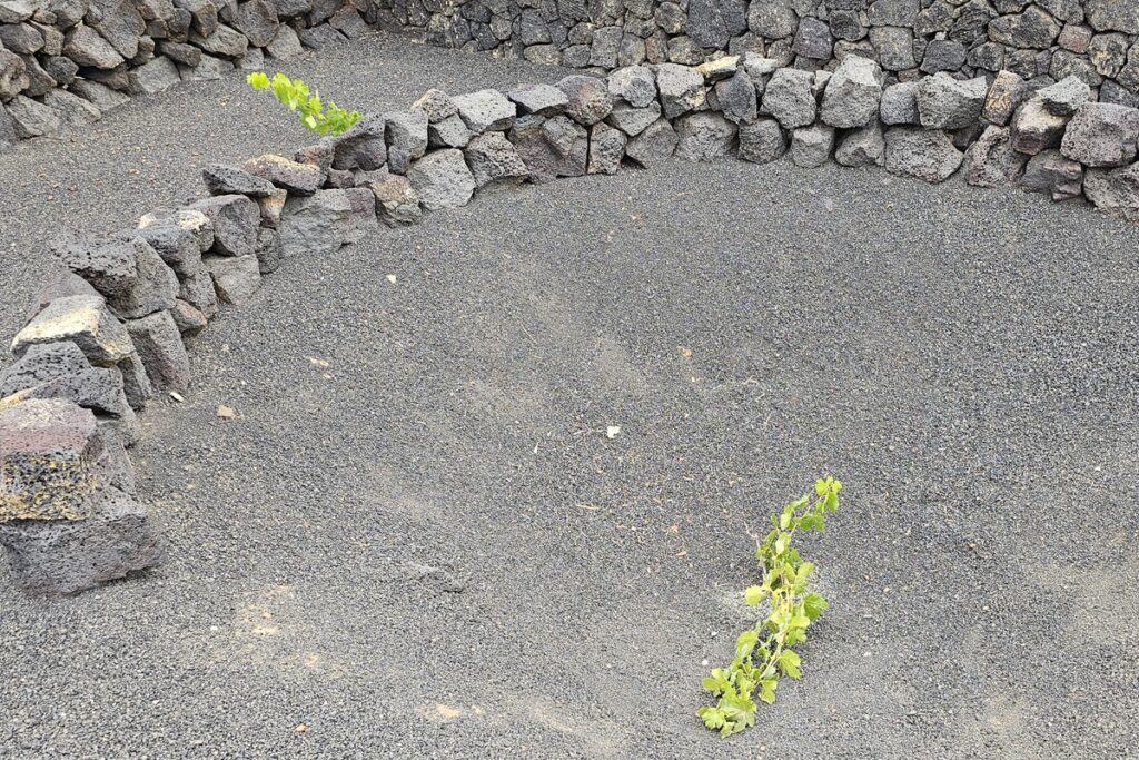 vigne à San Bartolomé