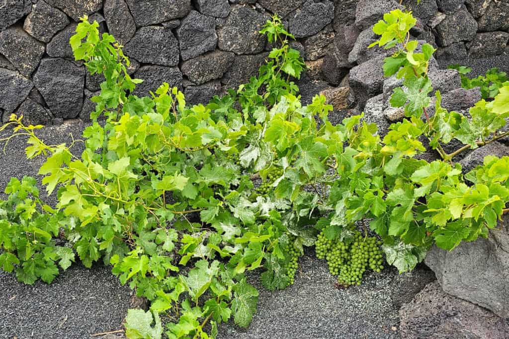 vigne avec raisins à San Bartolomé