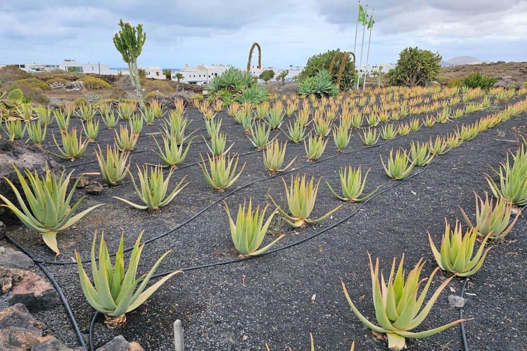 plantations d'aloe vera