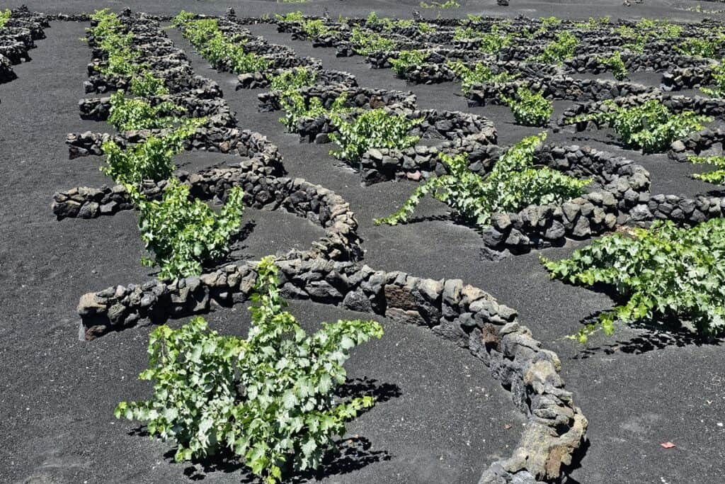 pieds de vignes lanzarote