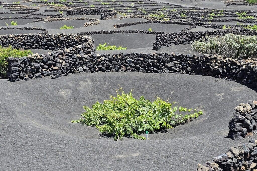 vigne de lanzarote