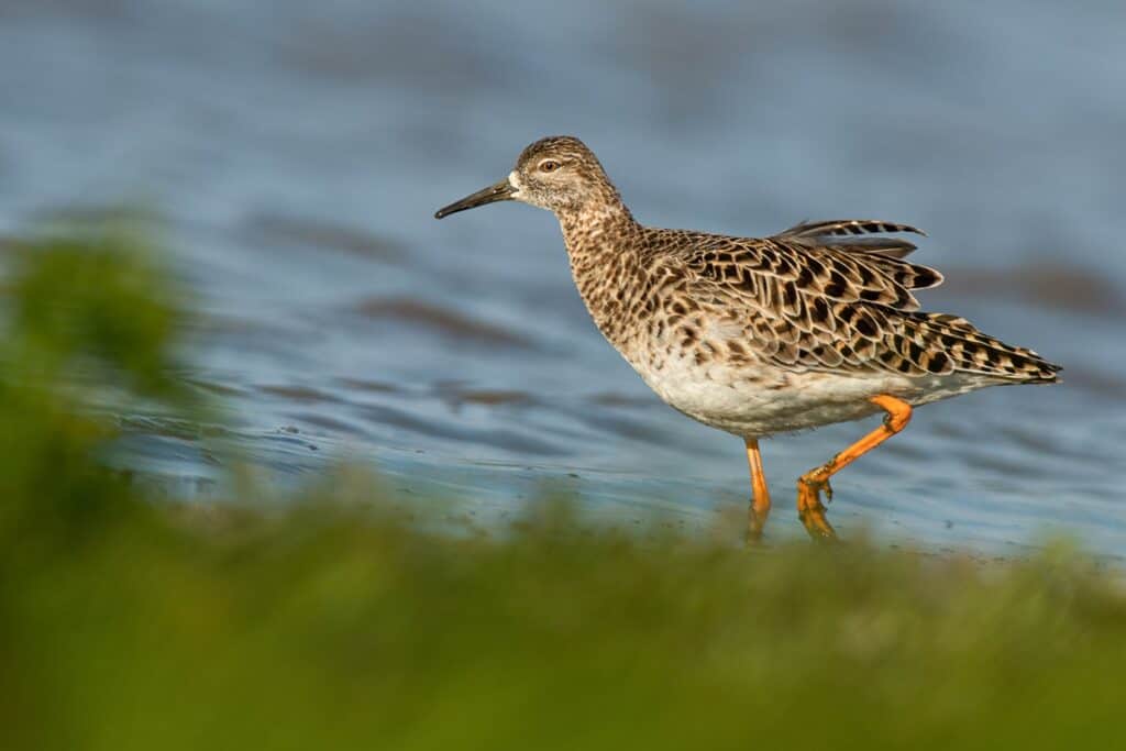 oiseau dans le Parc Naturel des Aiguamolls